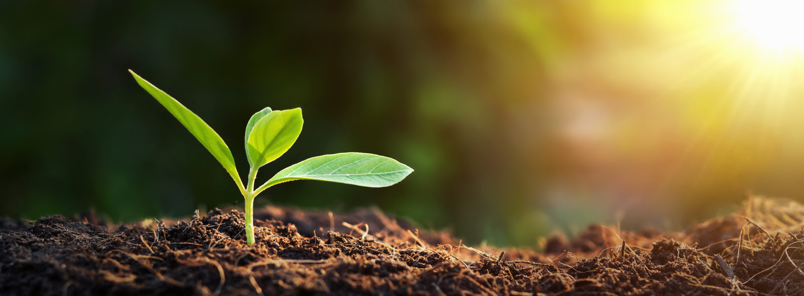 Seedling in healthy soil