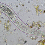 Nematode