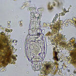 Rotifer