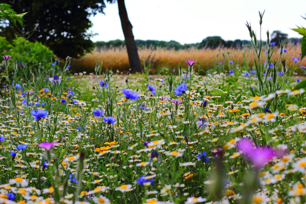 Healthy field flowers