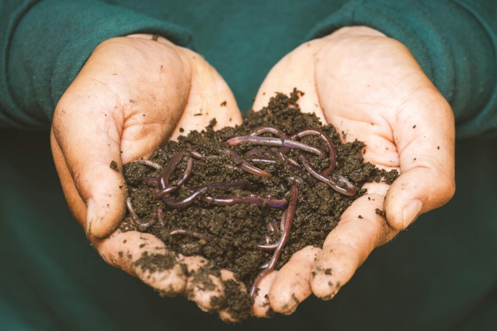 Vermicompost